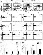 IgM Antibody in Flow Cytometry (Flow)