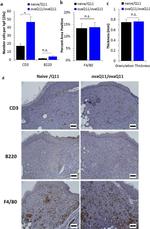 CD45R (B220) Antibody in Immunohistochemistry (IHC)