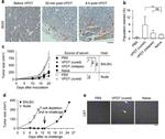 CD45R (B220) Antibody in Immunohistochemistry (IHC)