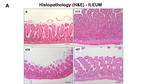 CD45R (B220) Antibody in Immunohistochemistry (IHC)