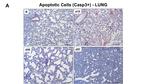 CD45R (B220) Antibody in Immunohistochemistry (IHC)