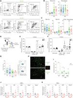 TIM-4 Antibody in Flow Cytometry (Flow)