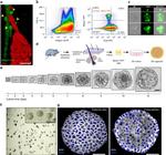 CD49f (Integrin alpha 6) Antibody in Flow Cytometry (Flow)