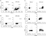 CD62L (L-Selectin) Antibody in Flow Cytometry (Flow)