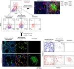 CD68 Antibody in Immunohistochemistry, Flow Cytometry (IHC, Flow)