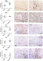 CD68 Antibody in Immunohistochemistry (Paraffin) (IHC (P))