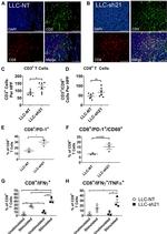 CD69 Antibody in Flow Cytometry (Flow)