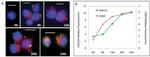 CD69 Antibody in Flow Cytometry (Flow)