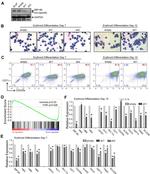 CD235a (Glycophorin A) Antibody in Flow Cytometry (Flow)