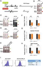 CD71 (Transferrin Receptor) Antibody in Flow Cytometry (Flow)