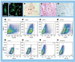 CD29 (Integrin beta 1) Antibody in Flow Cytometry (Flow)