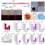 CD73 Antibody in Flow Cytometry (Flow)