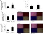 HLA-DR Antibody in Immunocytochemistry (ICC/IF)