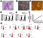 CD90 (Thy-1) Antibody in Flow Cytometry (Flow)