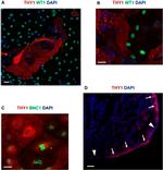 CD90 (Thy-1) Antibody in Immunocytochemistry, Immunohistochemistry (ICC/IF, IHC)