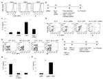 CD91 Antibody in Flow Cytometry (Flow)