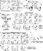 CD19 Antibody in Flow Cytometry (Flow)