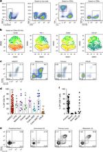 CD103 (Integrin alpha E) Antibody in Flow Cytometry (Flow)