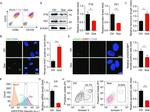 CD105 (Endoglin) Antibody in Flow Cytometry (Flow)