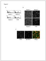 CD112 (Nectin-2) Antibody in Flow Cytometry (Flow)