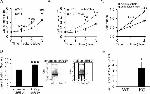 CD117 (c-Kit) Antibody in Flow Cytometry (Flow)