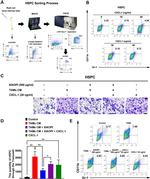 Ly-6A/E (Sca-1) Antibody in Flow Cytometry (Flow)