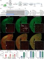 CD150 Antibody in Flow Cytometry (Flow)