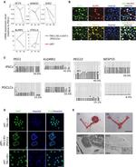 CD117 (c-Kit) Antibody in Flow Cytometry (Flow)