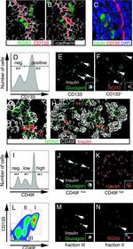 CD133 (Prominin-1) Antibody in Immunocytochemistry, Flow Cytometry (ICC/IF, Flow)