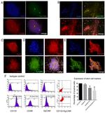 CD326 (EpCAM) Antibody in Immunocytochemistry, Flow Cytometry (ICC/IF, Flow)