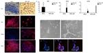 CD326 (EpCAM) Antibody in Immunocytochemistry (ICC/IF)