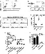 CD11c Antibody in Flow Cytometry (Flow)