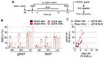 CD140a (PDGFRA) Antibody in Flow Cytometry (Flow)