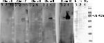 CD147 Antibody in Western Blot (WB)