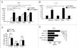 IFN gamma Antibody in ELISA (ELISA)