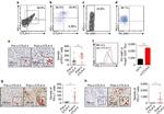 CD152 (CTLA-4) Antibody in Immunohistochemistry, Flow Cytometry (IHC, Flow)