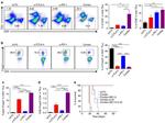 CD279 (PD-1) Antibody in Flow Cytometry (Flow)