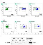 GFAP Antibody in Western Blot (WB)