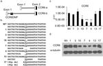 CD196 (CCR6) Antibody in Western Blot (WB)