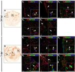 NG2 Antibody in Immunohistochemistry (Frozen) (IHC (F))