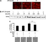 CD201 (EPCR) Antibody in Immunocytochemistry (ICC/IF)