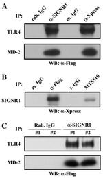 CD209b (SIGN-R1) Antibody in Western Blot (WB)