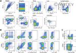 CD279 (PD-1) Antibody in Flow Cytometry (Flow)