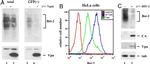 CD317 (BST2, PDCA-1) Antibody in Western Blot (WB)