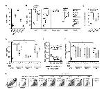 CD317 (BST2, PDCA-1) Antibody in Flow Cytometry (Flow)