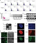 CD324 (E-Cadherin) Antibody in Flow Cytometry (Flow)