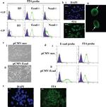 CD324 (E-Cadherin) Antibody in Flow Cytometry (Flow)