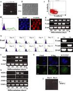 CD324 (E-Cadherin) Antibody in Flow Cytometry (Flow)