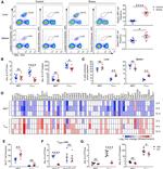 Bcl-2 Antibody in Flow Cytometry (Flow)