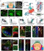 Alpha-Smooth Muscle Actin Antibody in Flow Cytometry (Flow)